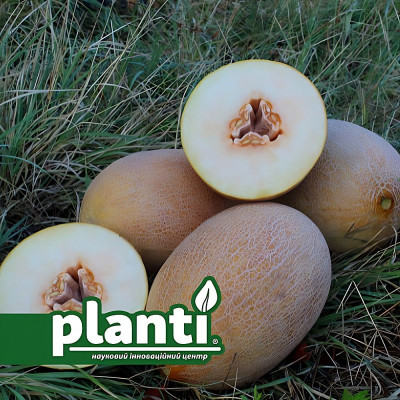 PL 6310 F1 — диня типу Ананас рання (Planti)