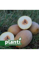 PL 6310 F1 — диня типу Ананас рання (Planti)