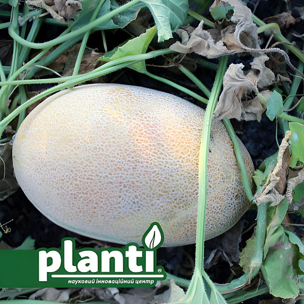 PL 6310 F1 — диня типу Ананас рання (Planti)