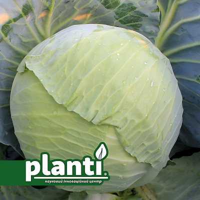 ES 2144 F1 — капуста б/г середньостигла (Ergon seeds)