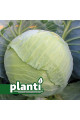 ES 2144 F1 — капуста б/г середньостигла (Ergon seeds)