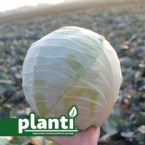 ES 2144 F1 — капуста б/г середньостигла (Ergon seeds)