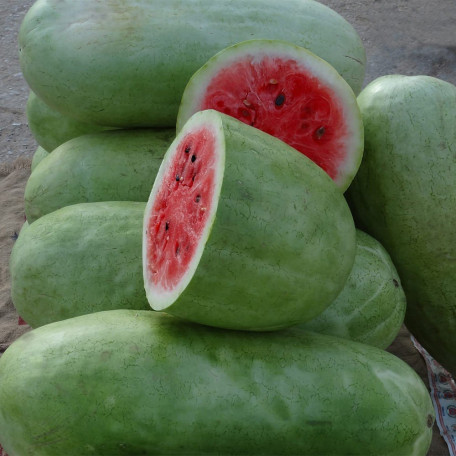 Чарльстон Грей — кавун типу Чарльстон Грей середньостиглий (Planti)