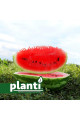 ES 75077 F1 — кавун типу Кримсон Світ середньостиглий (Ergon seeds)