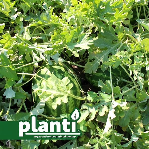ES 75077 F1 — кавун типу Кримсон Світ середньостиглий (Ergon seeds)