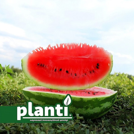 ES 75077 F1 — кавун типу Кримсон Світ середньостиглий (Ergon seeds)