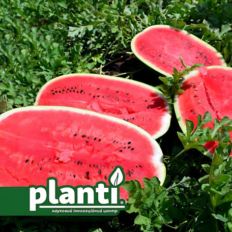 ES 75126 F1 — кавун типу Кримсон Світ середньоранній (Ergon seeds)