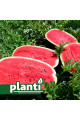 ES 75126 F1 — кавун типу Кримсон Світ середньоранній (Ergon seeds)