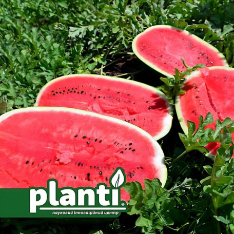 ES 75126 F1 — кавун типу Кримсон Світ середньоранній (Ergon seeds)