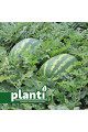 Маракеш F1 — кавун типу Кримсон Світ середньостиглий (Ergon seeds)