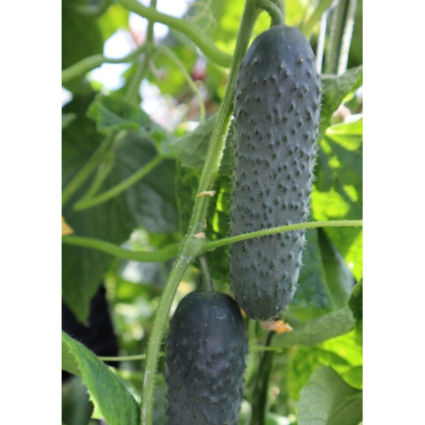 ES 22001 F1 — огірок партенокарп. ранній (Ergon Seeds)