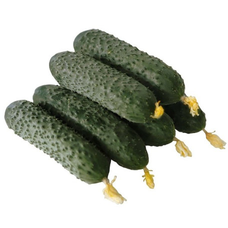 ES 22001 F1 — огірок партенокарп. ранній (Ergon Seeds)