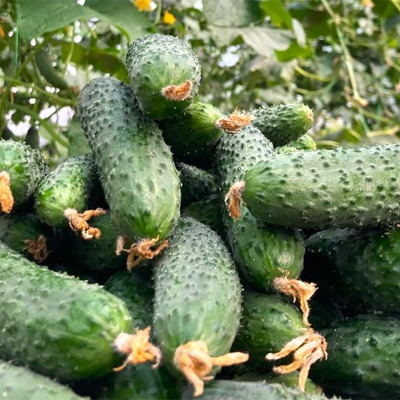 ES 22020 F1 — огірок партенокарп. ранній (Ergon Seeds)