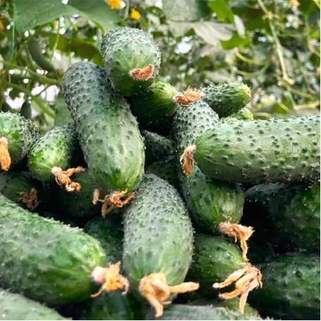 ES 22020 F1 — огірок партенокарп. ранній (Ergon Seeds)