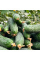 ES 22020 F1 — огірок партенокарп. ранній (Ergon Seeds)