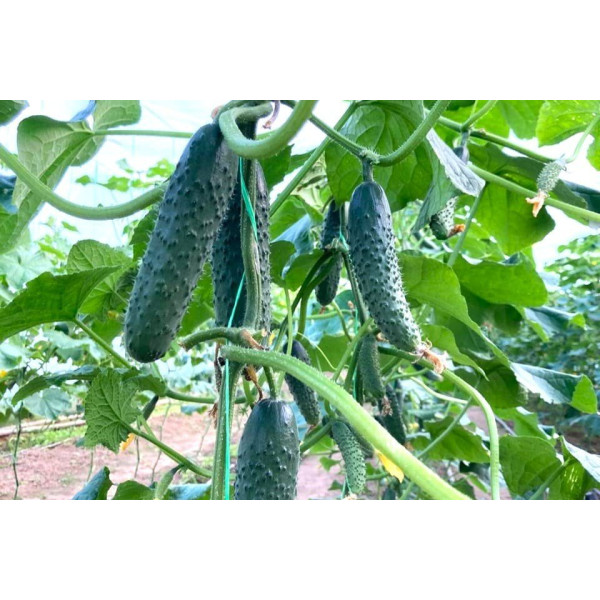 ES 22020 F1 — огірок партенокарп. ранній (Ergon Seeds)