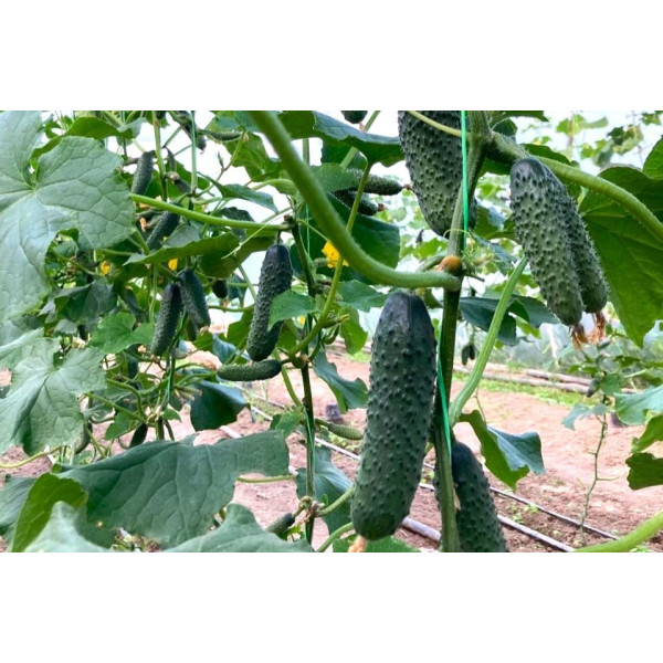 ES 22020 F1 — огірок партенокарп. ранній (Ergon Seeds)