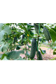 ES 22020 F1 — огірок партенокарп. ранній (Ergon Seeds)