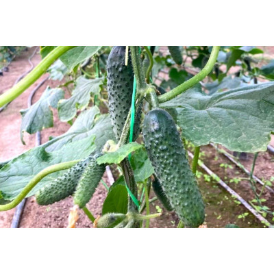 ES 22025 F1 — огірок партенокарпічний ранній (Ergon Seeds)