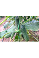 ES 22025 F1 — огірок партенокарпічний ранній (Ergon Seeds)