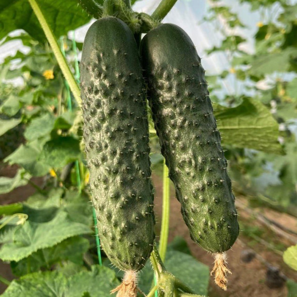 ES 22025 F1 — огірок партенокарпічний ранній (Ergon Seeds)
