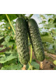 ES 22025 F1 — огірок партенокарпічний ранній (Ergon Seeds)