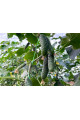 ES 22025 F1 — огірок партенокарпічний ранній (Ergon Seeds)
