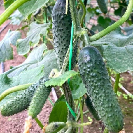ES 22025 F1 — огірок партенокарпічний ранній (Ergon Seeds)