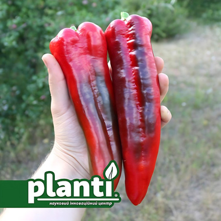 PL 6726 — перець солодкий типу Каппі середньоранній (Planti)