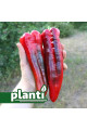 PL 6726 — перець солодкий типу Каппі середньоранній (Planti)