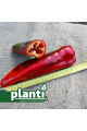 PL 6726 — перець солодкий типу Каппі середньоранній (Planti)