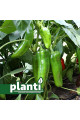 PL 6726 — перець солодкий типу Каппі середньоранній (Planti)