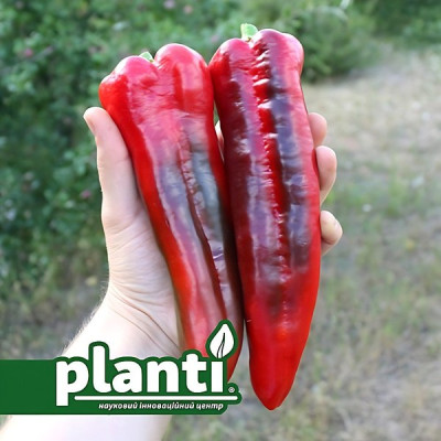 PL 6726 — перець солодкий типу Каппі середньоранній (Planti)