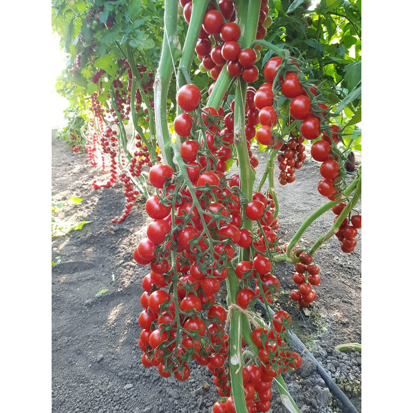 ES 5005-270 F1 — черрі томат індетермінантний (Ergon Seed)