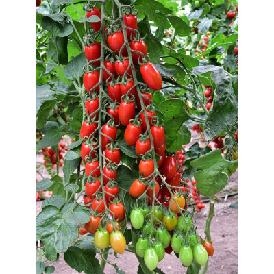 ES 51076 F1 — черрі томат індетермінантний (Ergon Seeds)