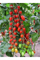 ES 51076 F1 — черрі томат індетермінантний (Ergon Seeds)