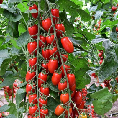 ES 51076 F1 — черрі томат індетермінантний (Ergon Seeds)