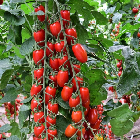 ES 51076 F1 — черрі томат індетермінантний (Ergon Seeds)