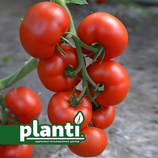 ES 5455 F1 — томат індетермінантний (Ergon Seeds)