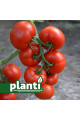 ES 5455 F1 — томат індетермінантний (Ergon Seeds)
