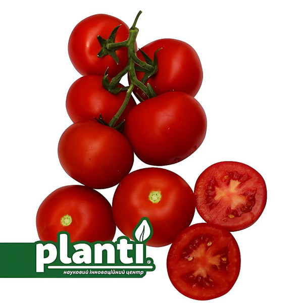 ES 5455 F1 — томат індетермінантний (Ergon Seeds)