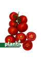 ES 5455 F1 — томат індетермінантний (Ergon Seeds)