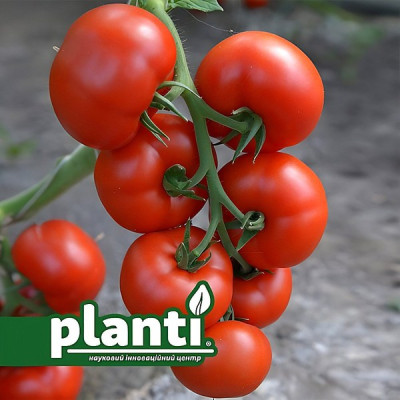 ES 5455 F1 — томат індетермінантний (Ergon Seeds)