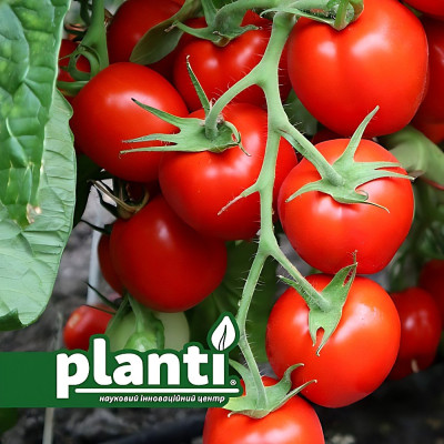 ES 96005 F1 — томат сливка детермінантний (Ergon Seeds)
