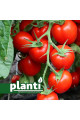 ES 96005 F1 — томат сливка детермінантний (Ergon Seeds)