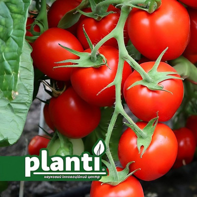 ES 96005 F1 — томат сливка детермінантний (Ergon Seeds)