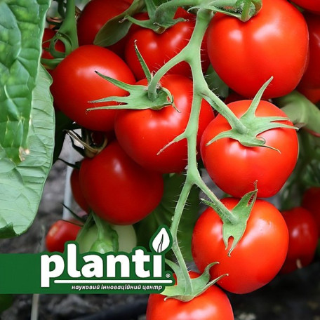 ES 96005 F1 — томат сливка детермінантний (Ergon Seeds)