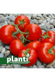 Пріос F1 — томат індетермінантний (Ergon Seeds)
