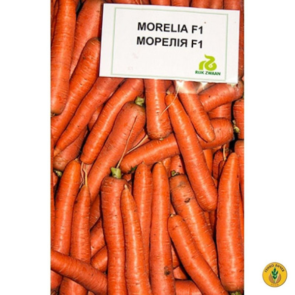 Морелія F1 — морква типу Нантес середньостигла (Rijk Zwaan)