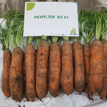 Морелія F1 — морква типу Нантес середньостигла (Rijk Zwaan)